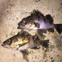 癒しのチビっ子メバル②