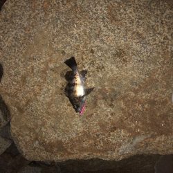 自己最高記録更新ガシラ