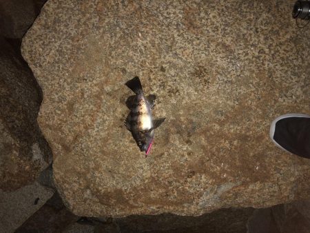 自己最高記録更新ガシラ