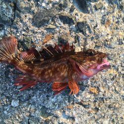 凄いパワーで楽しい♪