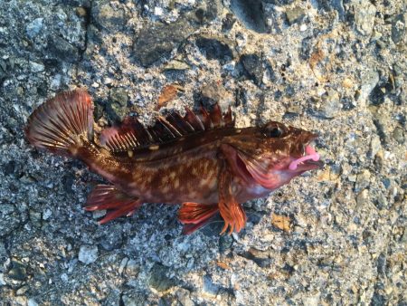 凄いパワーで楽しい♪