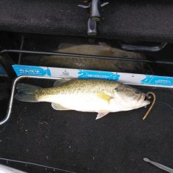 GW後半シャロー爆釣