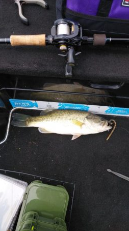 GW後半シャロー爆釣