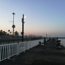 魚釣り園護岸 釣行 (GW8日目 根魚の釣果有り)