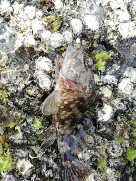 ガラカブ数釣り