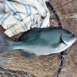 グレ・サンコ・釣れ出す・・