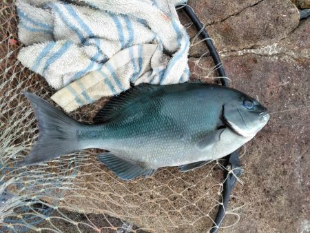 グレ・サンコ・釣れ出す・・