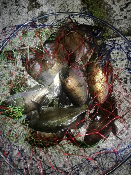 虫ジグメバリング