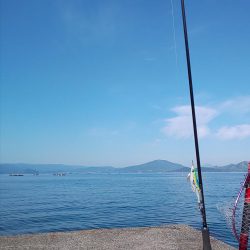 小浜の春アオリ