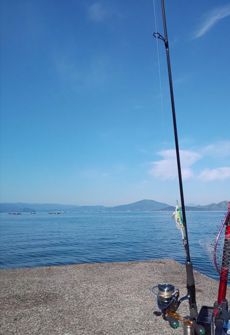 小浜の春アオリ