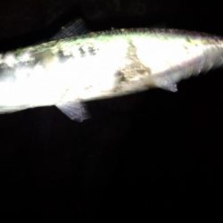 メバリングなのにサバゲー!!