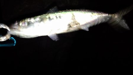 メバリングなのにサバゲー!!