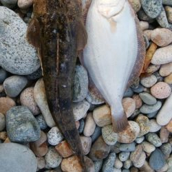 ヒラメ1枚、マゴチ1匹！！