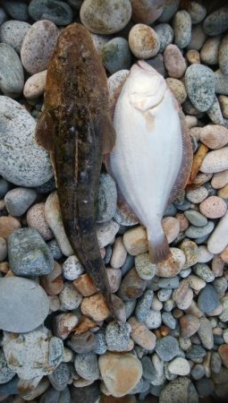 ヒラメ1枚、マゴチ1匹！！