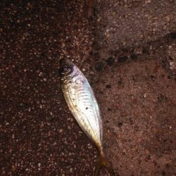 ひさびさの日本海