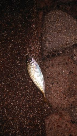 ひさびさの日本海