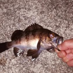 南港メバリング