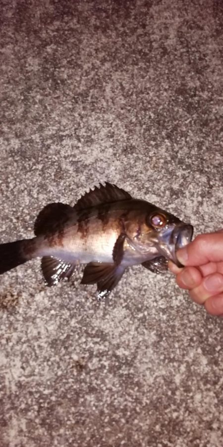 南港メバリング