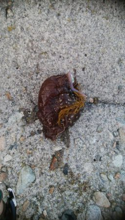 21センチカサゴ　1匹