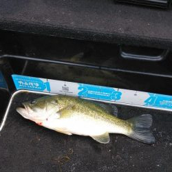 ヒシモパターン