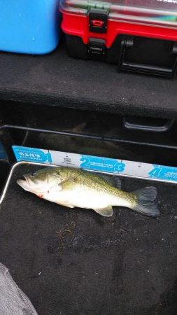 ヒシモパターン