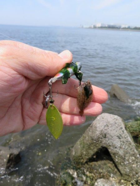 新ロッドでやっと一匹！