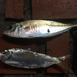 アジ8匹、コノシロ1匹