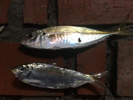 アジ8匹、コノシロ1匹