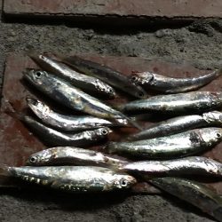 アジ25匹、イワシ14匹