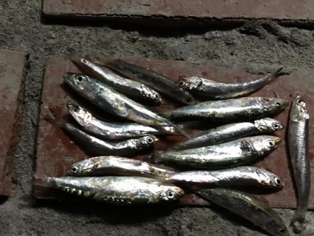 アジ25匹、イワシ14匹