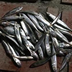 サビキで36㎝超ヒラメゲット！