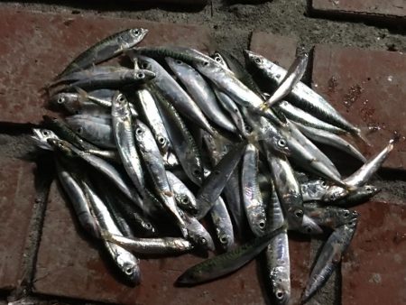 サビキで36㎝超ヒラメゲット！