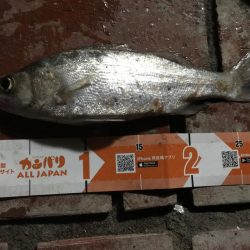 アジ良型24匹、セイゴ1匹