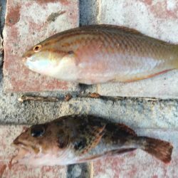 グレ、コサバ、ガシラなど