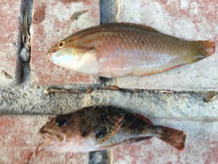 グレ、コサバ、ガシラなど