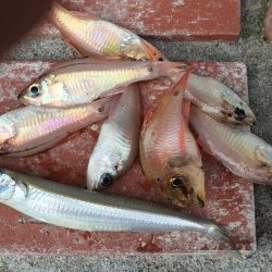 コサバ多数、豆アジ8匹、赤雑魚7匹、藤五郎イワシ1匹