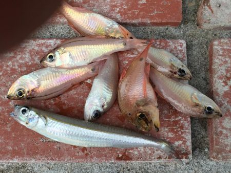 コサバ多数、豆アジ8匹、赤雑魚7匹、藤五郎イワシ1匹