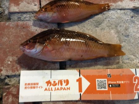 テトラの穴釣りに挑戦