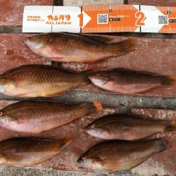 ガシラ8匹、ベラ7匹