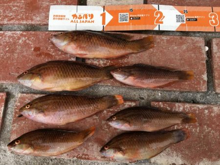 ガシラ8匹、ベラ7匹