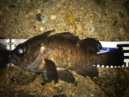 淡路めばるフェス２０１９