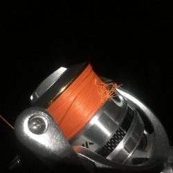 プラッキング一撃デビュー