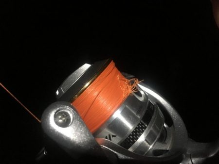 プラッキング一撃デビュー