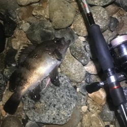 サタデーナイトフィーバーならず。。。