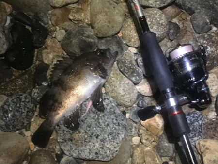 サタデーナイトフィーバーならず。。。