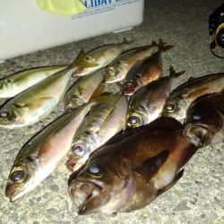 メバルのつもりが?