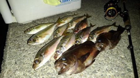 メバルのつもりが?