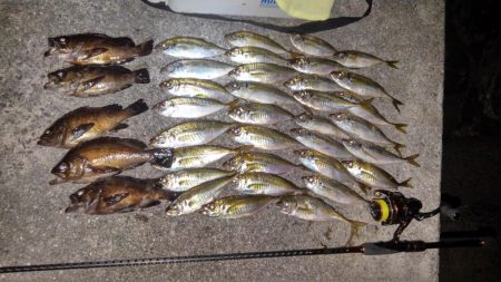 よく釣れたアジング