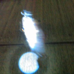 ナイトアジング