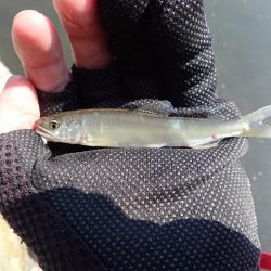 揖保川渓流釣り